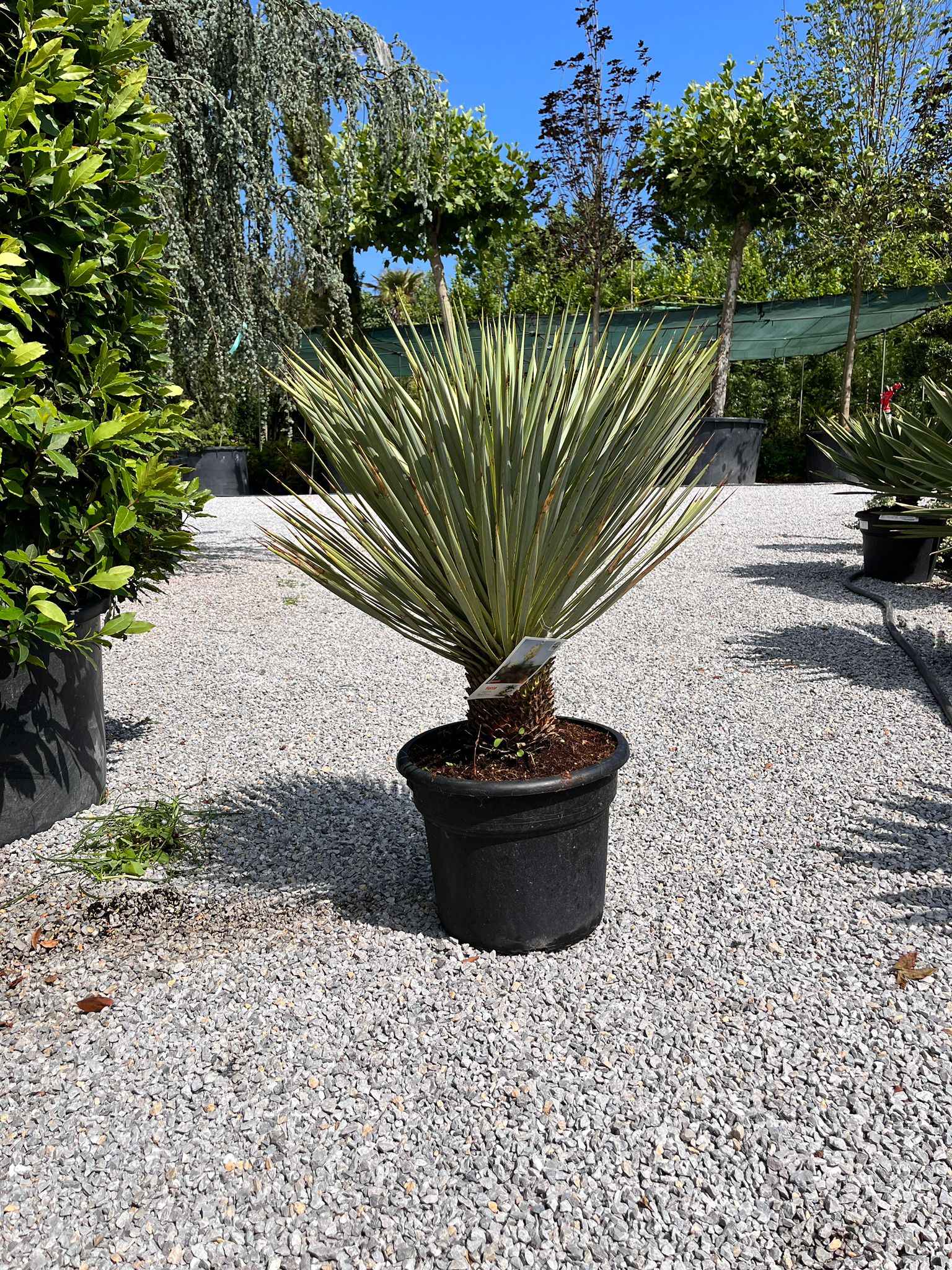 Yucca Rostrata - Mavi Yukka (50-60 cm)
