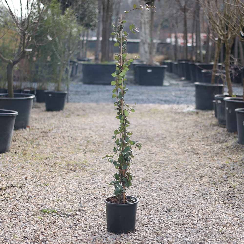 Rhyncospermum Jasminoides - Yasemin Sarmaşık (160-180 cm)