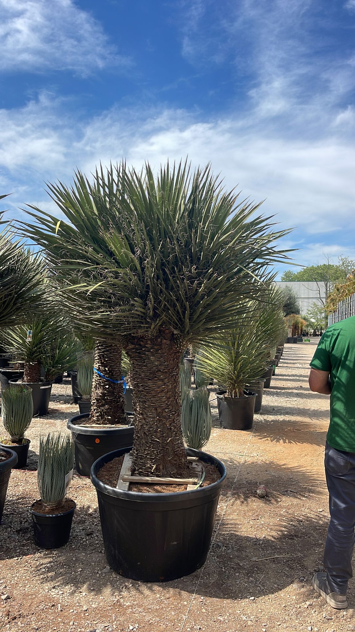 Yucca Filifera Australis - Yukka Dikenli (180-200 Cm)