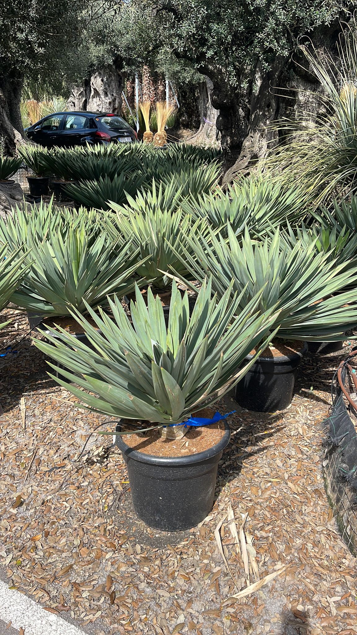 Yucca Glorıosa Lone Star - Sarı Yukka ( 60 - 70 cm)