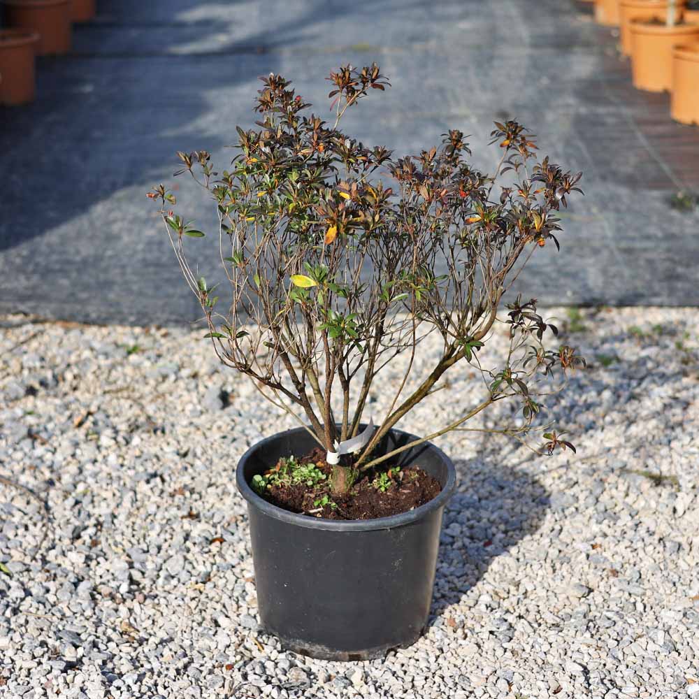 Azalea Japonica - Açelya (40-50 cm)