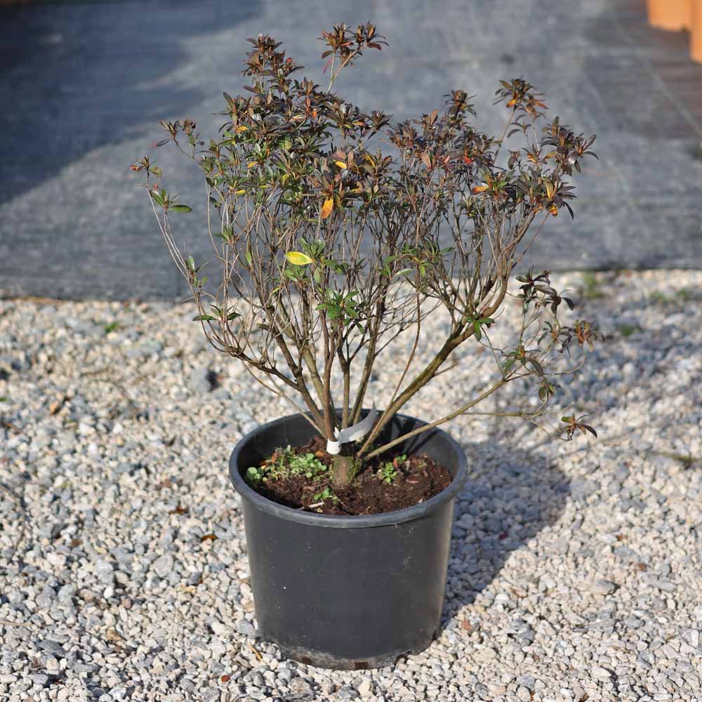 Azalea Japonica - Açelya (40-50 cm)