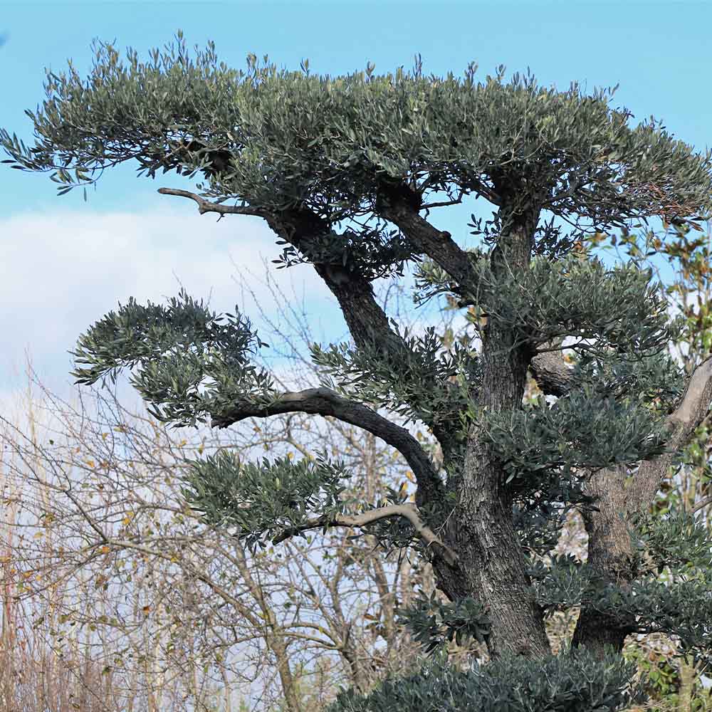 Olea europaea bonsai extra - Zeytin ağacı bonsai (350-400 cm)