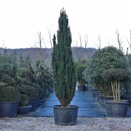 Taxus Baccata Fastigiata Aurea - Porsuk Altuni Sütun (225-250 cm)