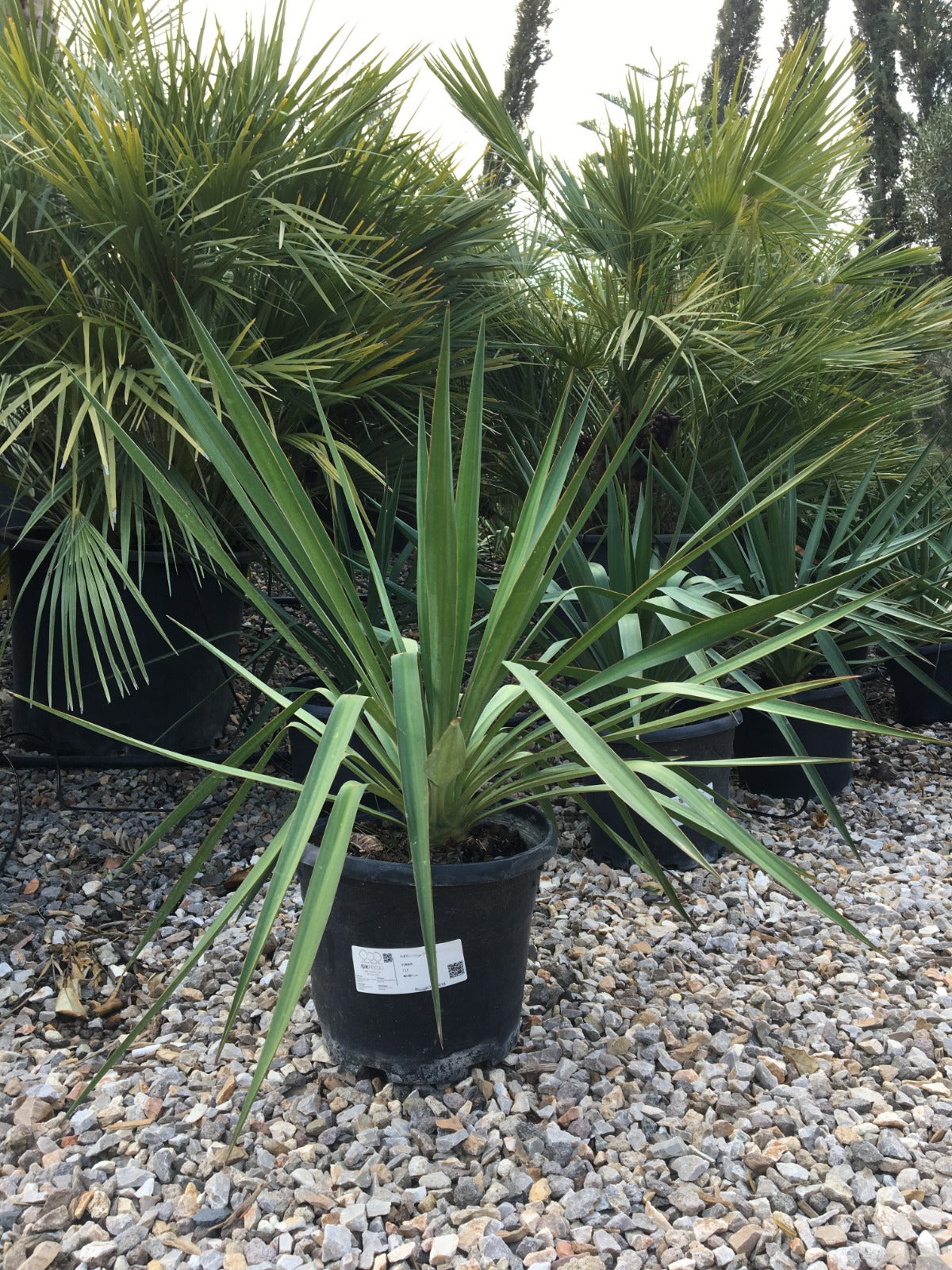 Yucca Filemontosa - Yukka (40-60 cm)
