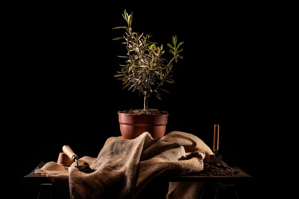 Zeytin Ağacının Minyatür Hali: Bonsai Zeytin Ağacı Bakımı