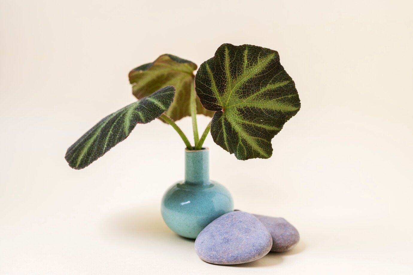 Pilea Peperomioides: Para Bitkisi Efsanesi ve Bakımı