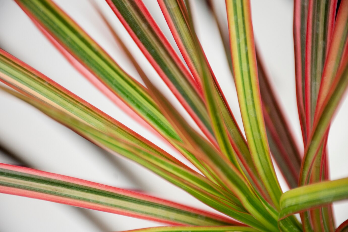 Dracaena Marginata: Ofis ve Evler İçin Mükemmel Seçim