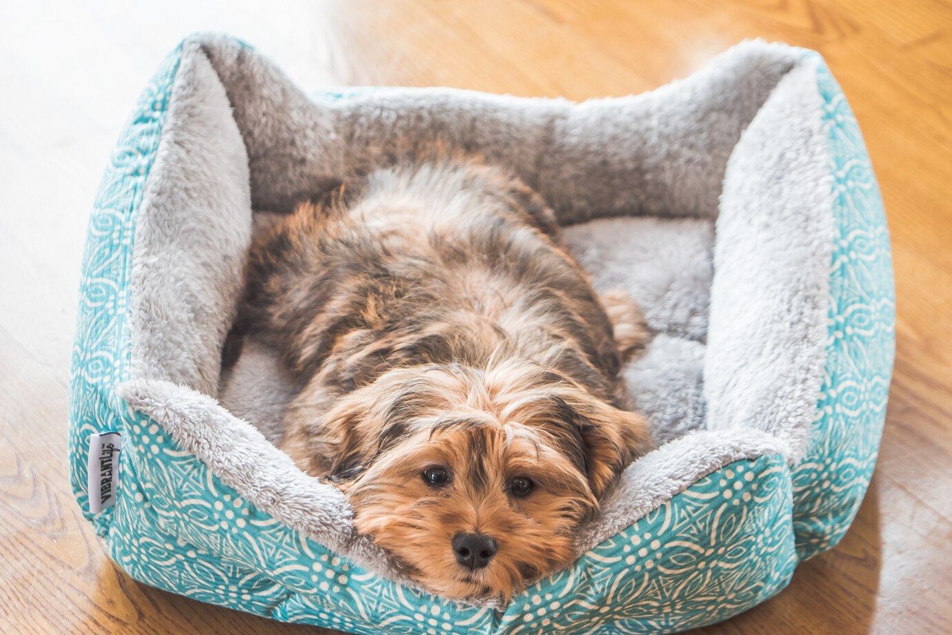 Köpek Yatakları: Rahatlık ve Destek İçin En İyi Seçimler