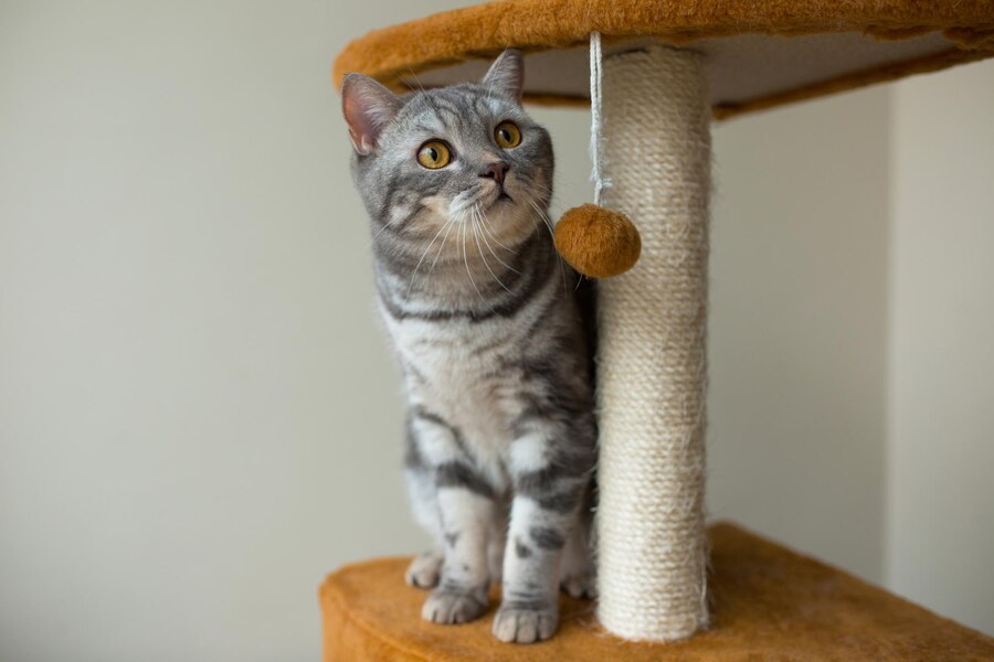 Kedi Evi ile Kedinizin Özel Alanını Yaratın: Doğru Seçim ve Yerleştirme