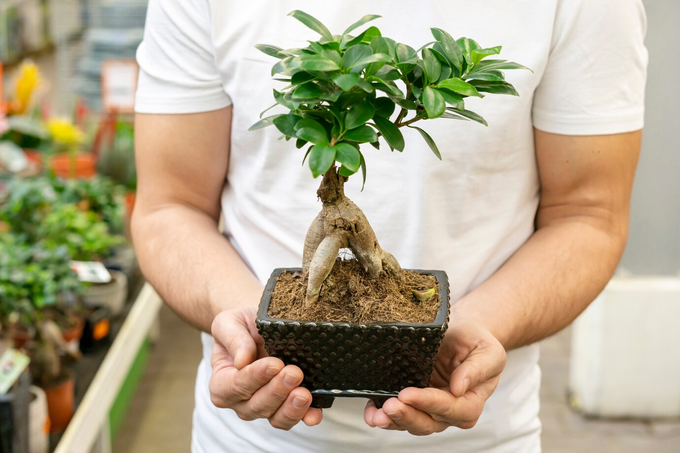 Bonsai Sanatı: Küçük Ağaçlarla Doğal Bir Estetik Yaratın