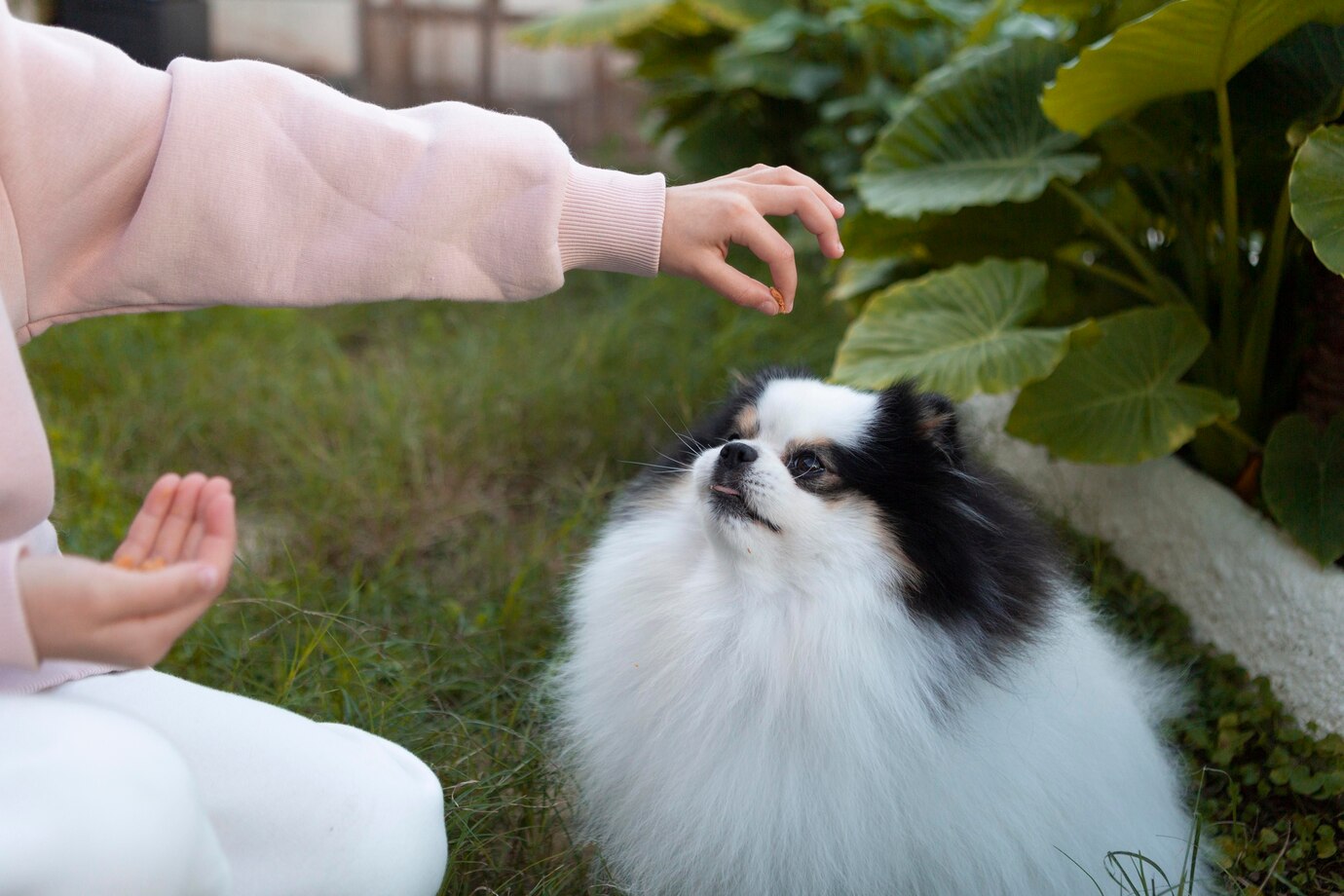 Köpeğiniz İçin Bahçede Eğlenceli ve Güvenli Alanlar Yaratın