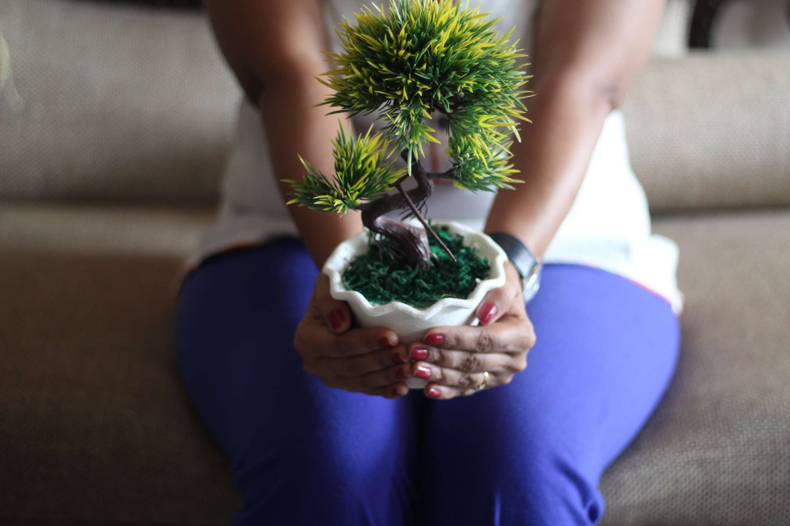 Bonsai: Minyatür Bahçelerin Şıklığı