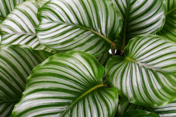 Calathea Orbifolia (Dua Çiçeği): Desenli Yaprakların Kraliçesi