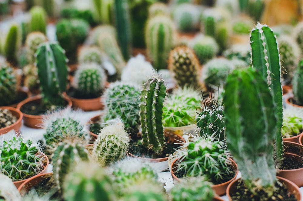 [Resim: kaktus-1.png?v=1738741408]