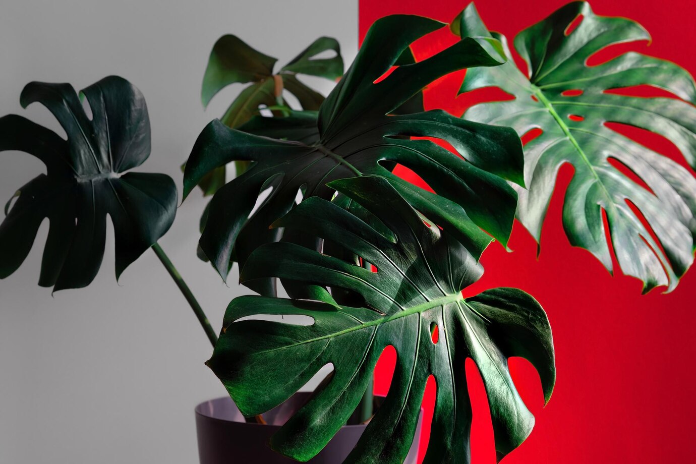 Monstera Deliciosa (Devetabanı): Evlerin Yeşil Devi ile Tanışın