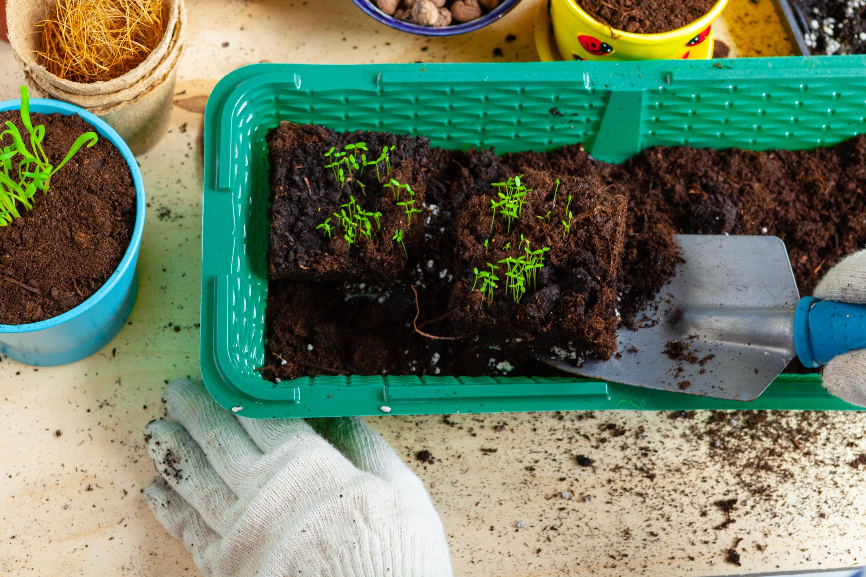 Torflar ve Özel Dikim Karışımları ile Sağlıklı Bitki Yetiştiriciliği