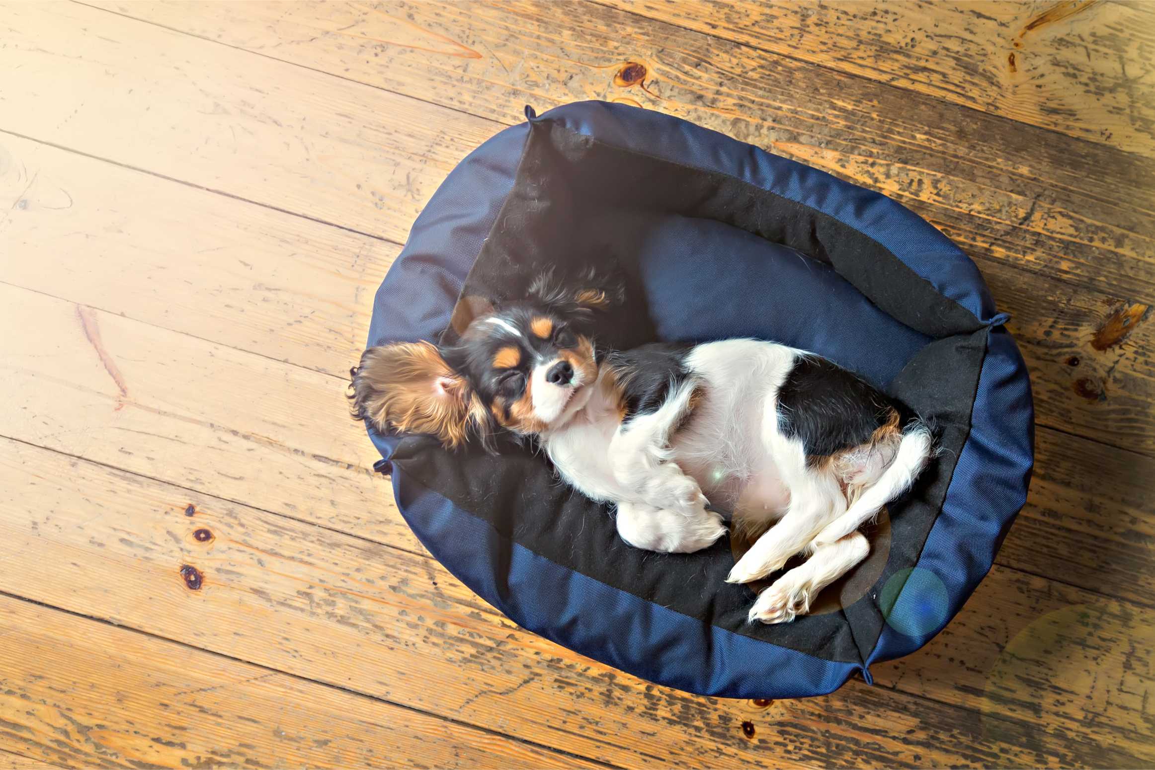 Kedi ve Köpek Yatakları: Evcil Dostlarınıza Konforlu Uyku Alanı
