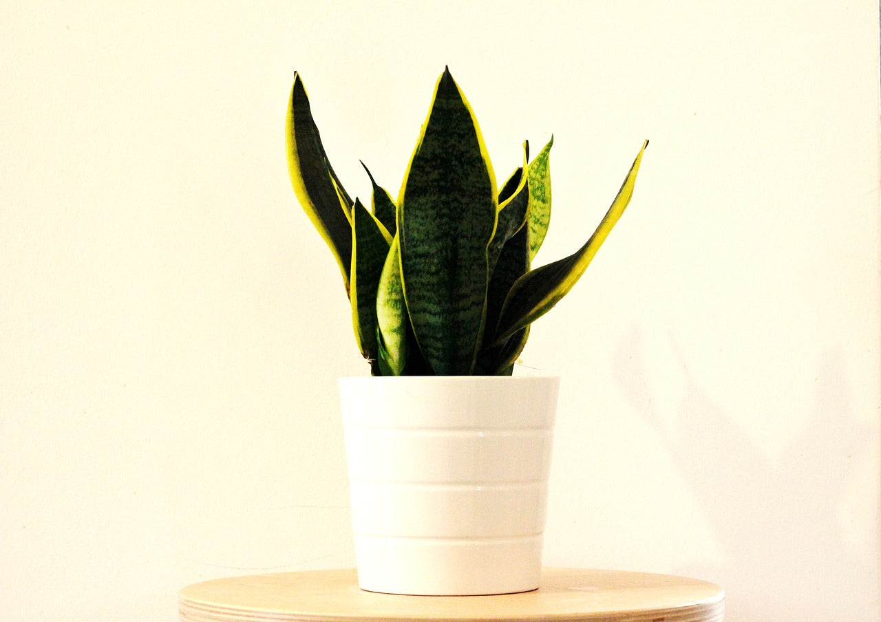 Sansevieria (Paşa Kılıcı): Dayanıklılığı ile Evlerin Vazgeçilmezi