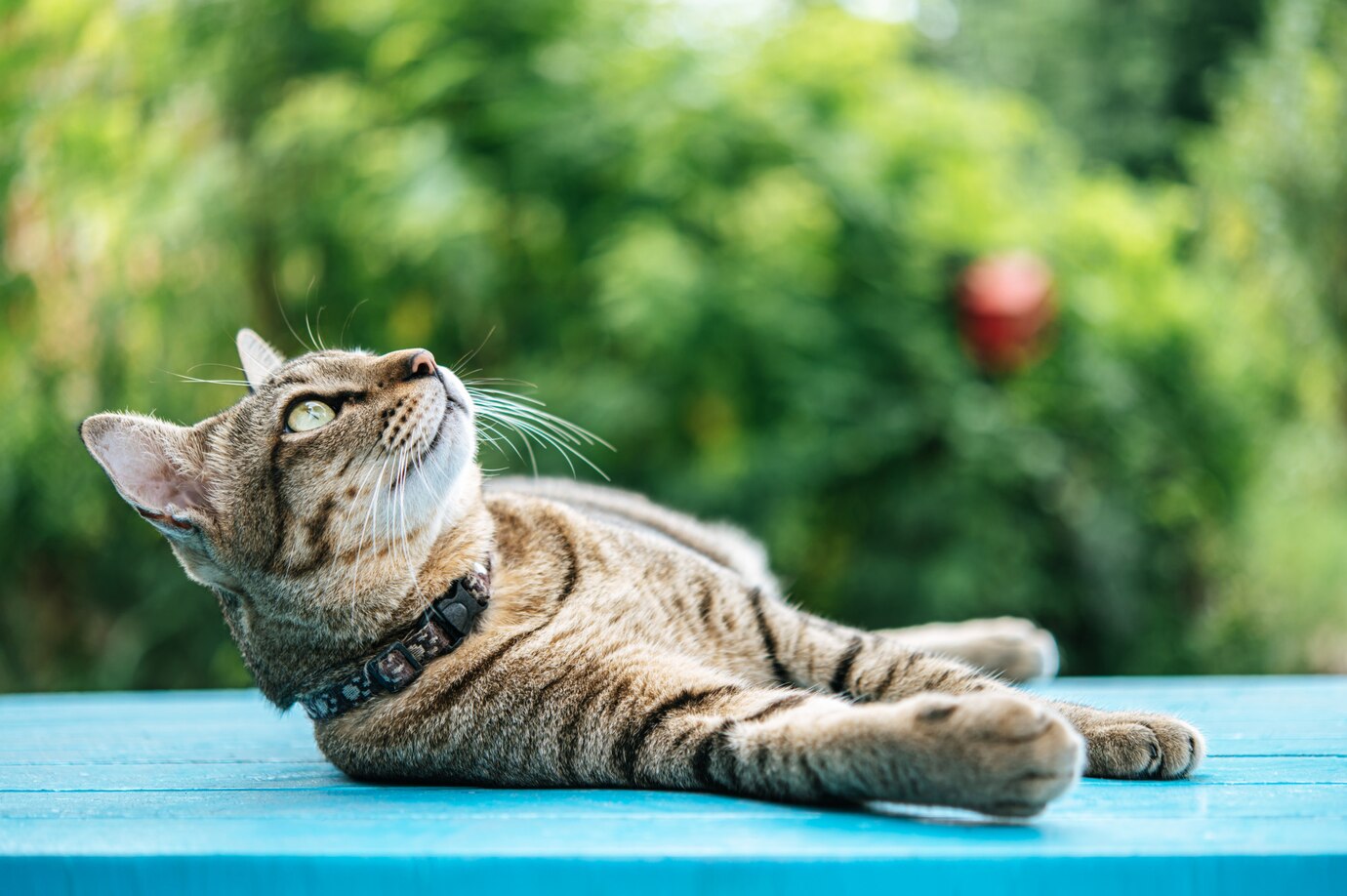 Kedi Dinlenme Alanları: Onlara Özel Sessiz ve Konforlu Köşeler
