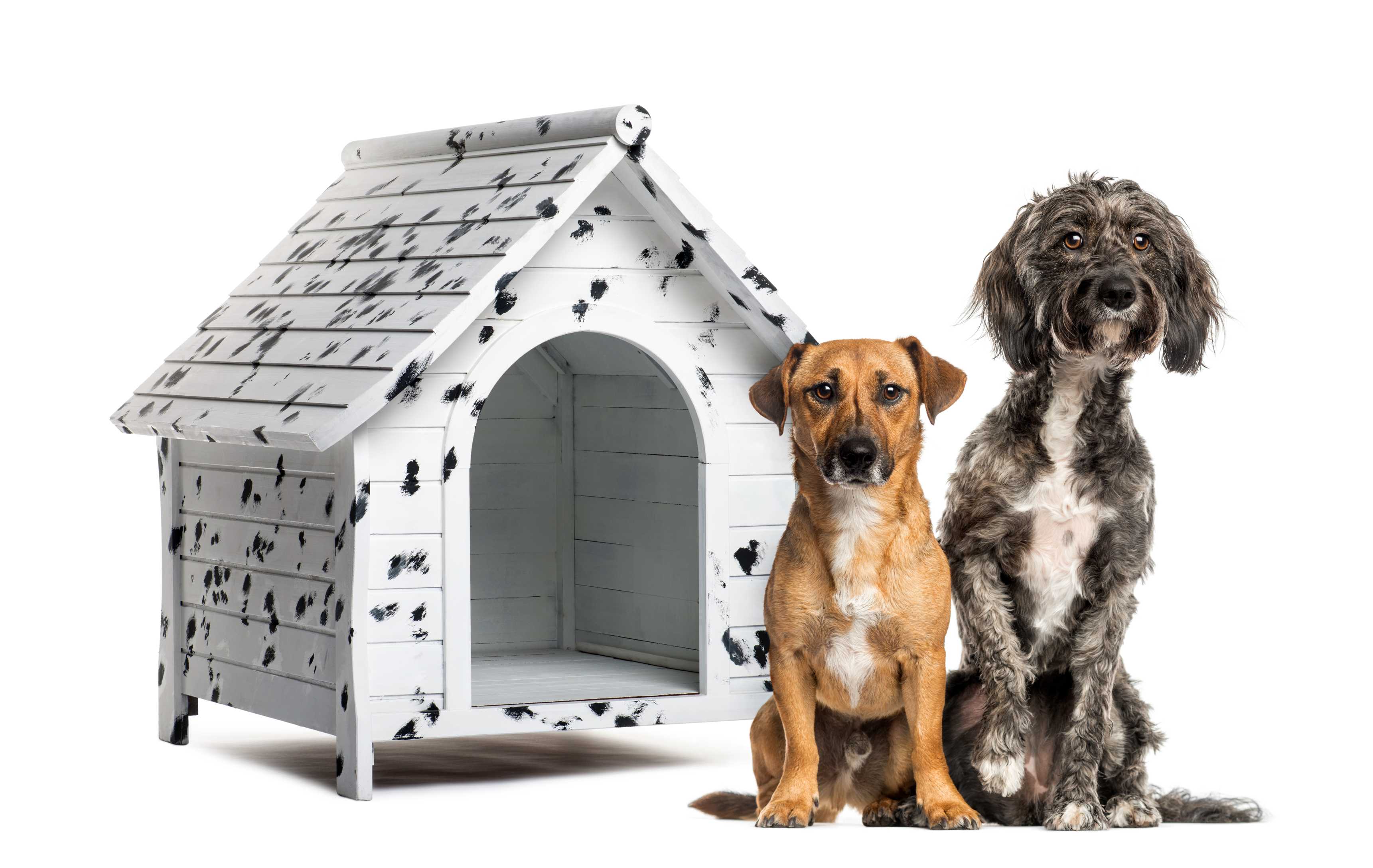 Köpek Kulübesi: Dış Mekan İçin Konforlu Barınak