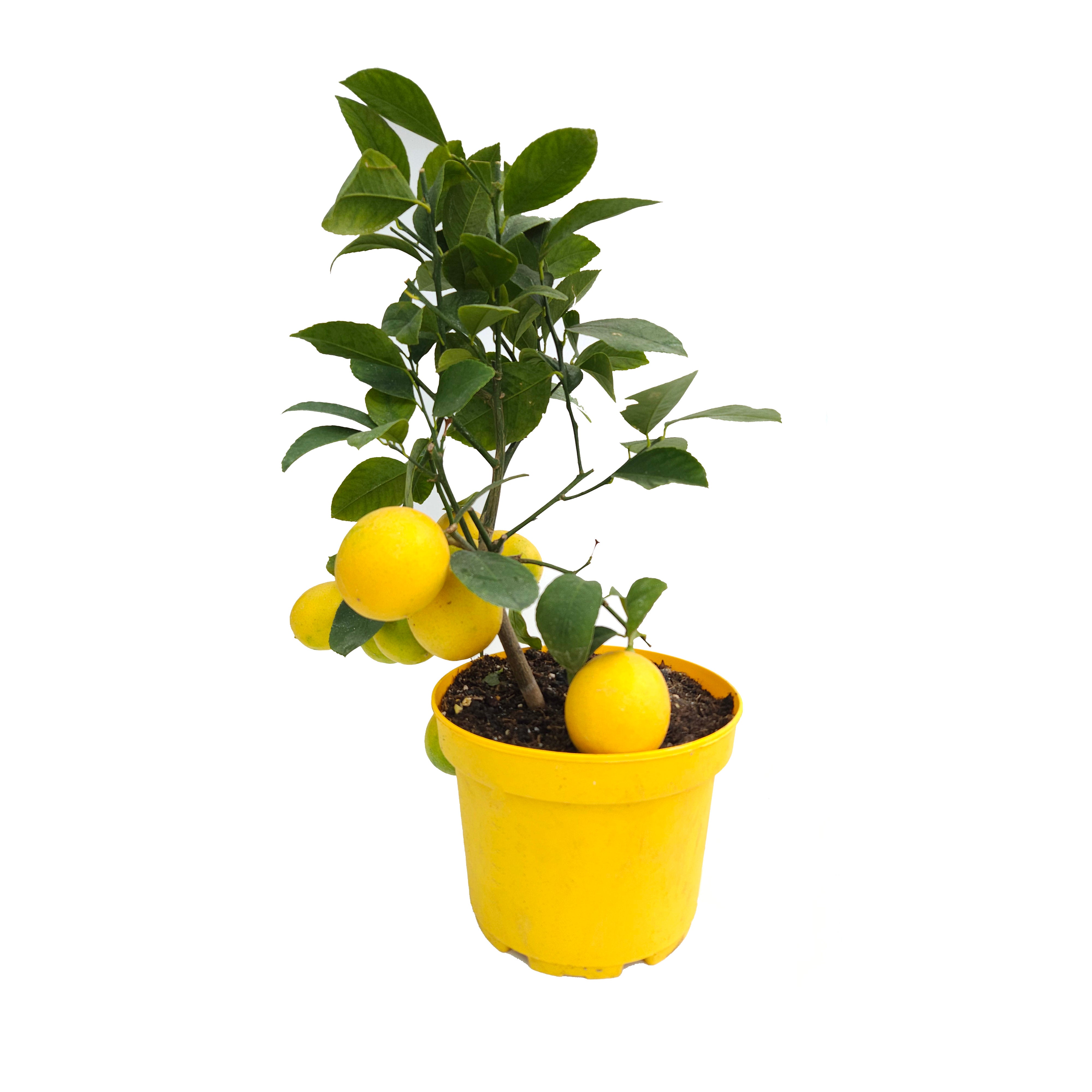 Minyatür Limon Ağacı (50-60 cm)