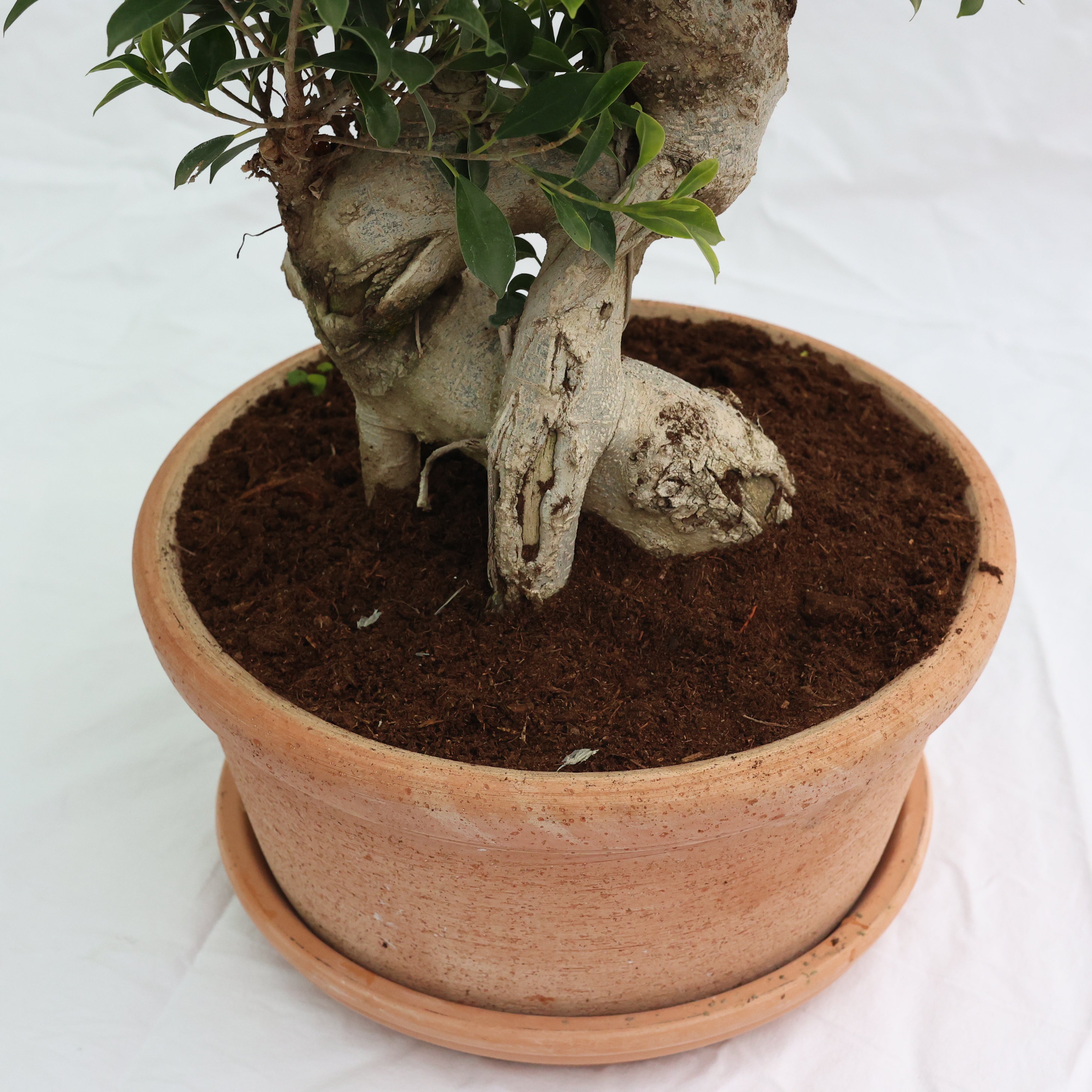 Ficus Microcarpa Ağacı - Ciotola Etrusco Toprak Saksı