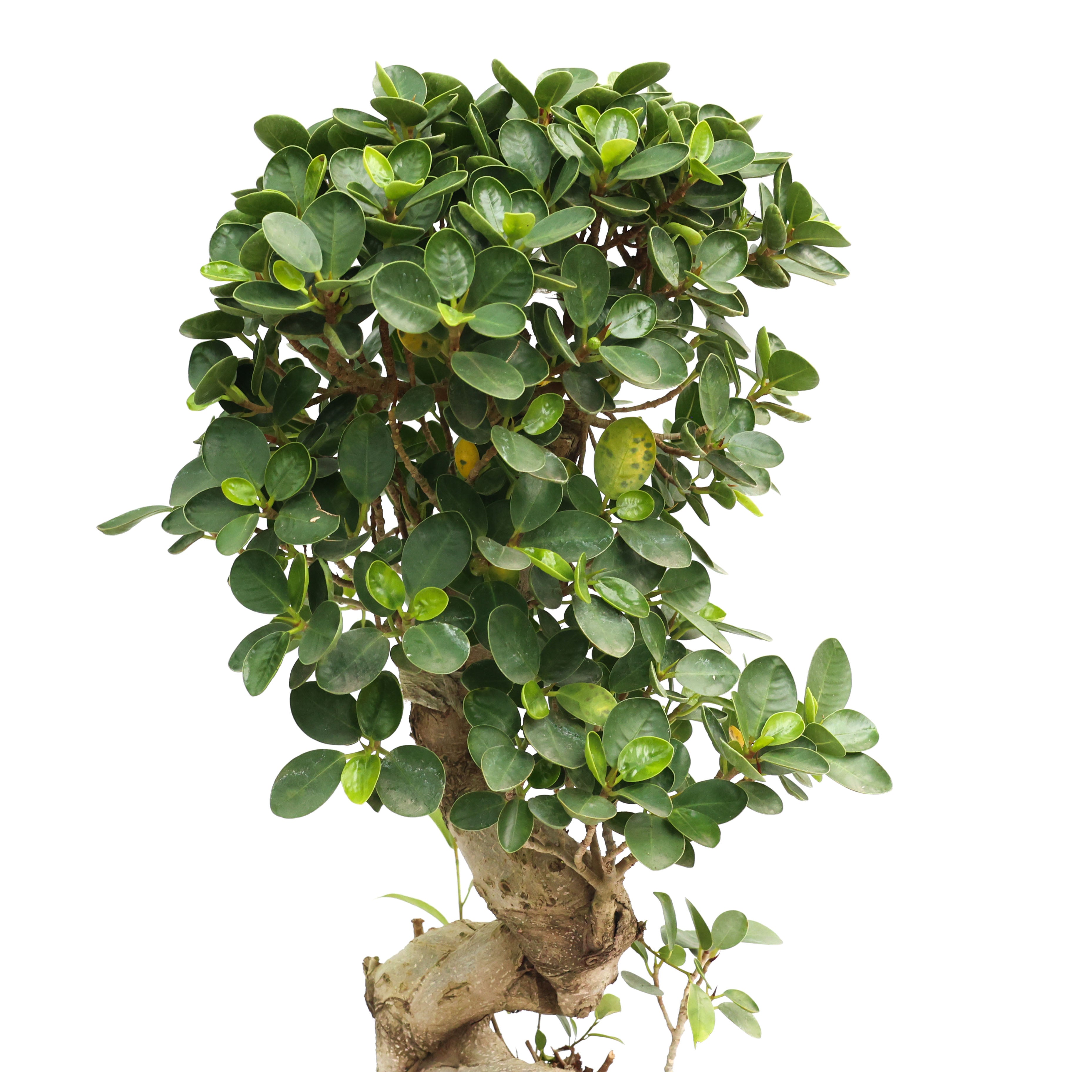 Ficus Microcarpa Ağacı - Ciotola Etrusco Toprak Saksı 3