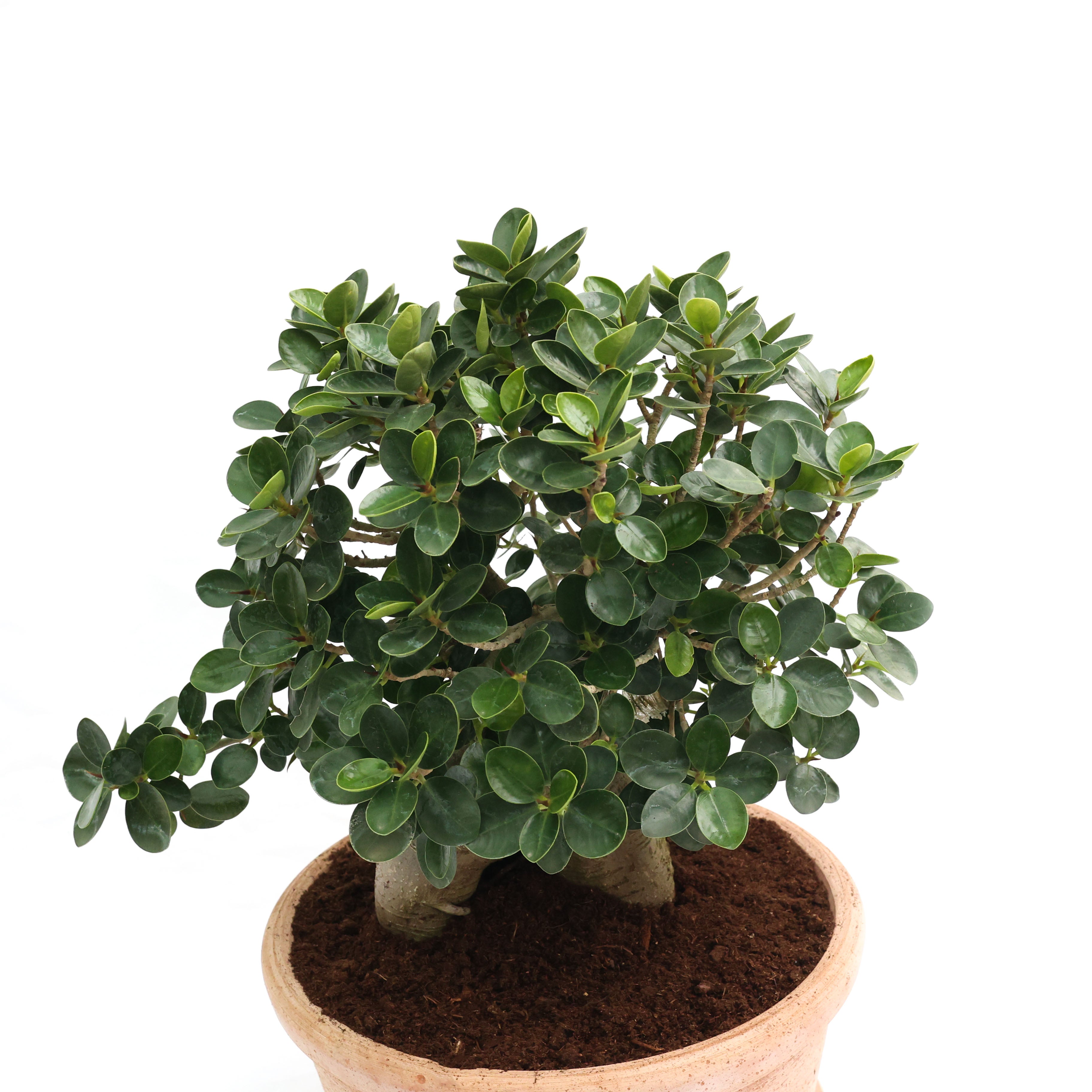 Ficus Microcarpa Ağacı - Ciotola Etrusco Toprak Saksı 4