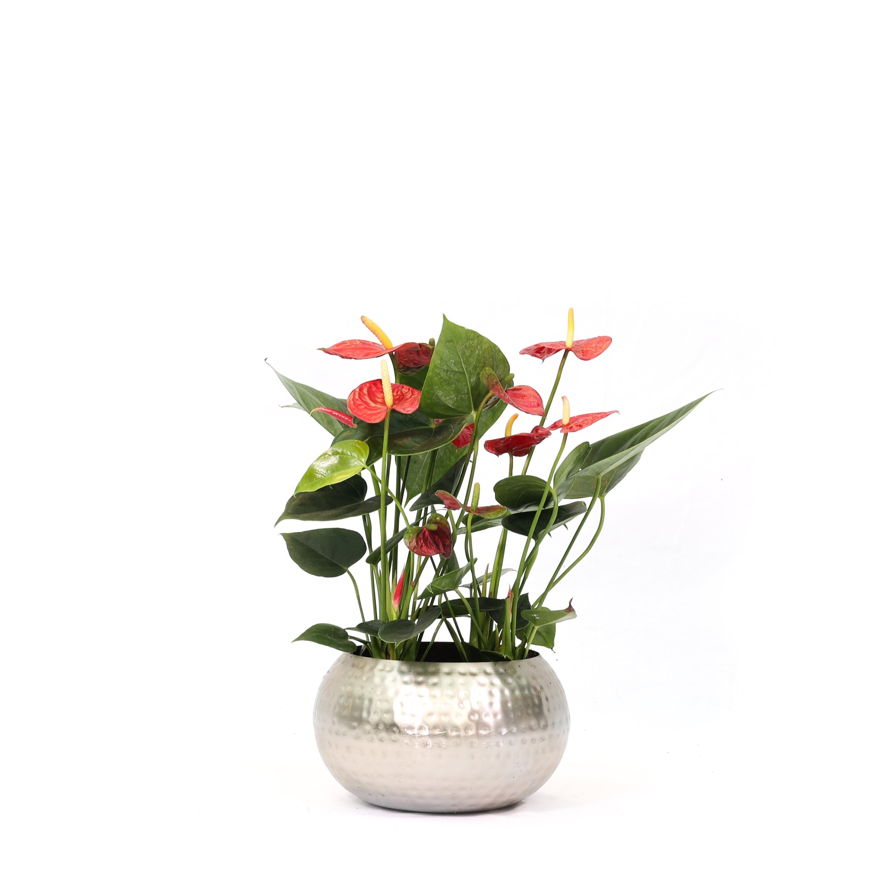 Argentum Gri Metal Saksı + Anthurium – Flamingo Çiçeği Aranjmanı