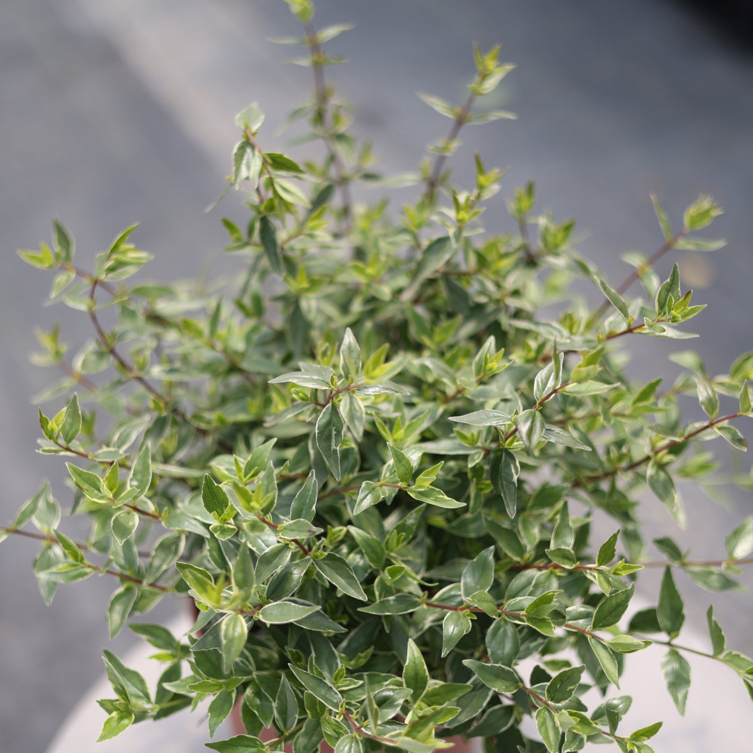 Abelia grandiflora ‘Lucky Lots’