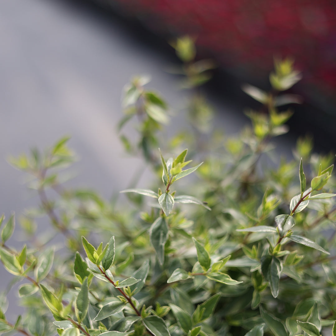 Abelia grandiflora ‘Lucky Lots’