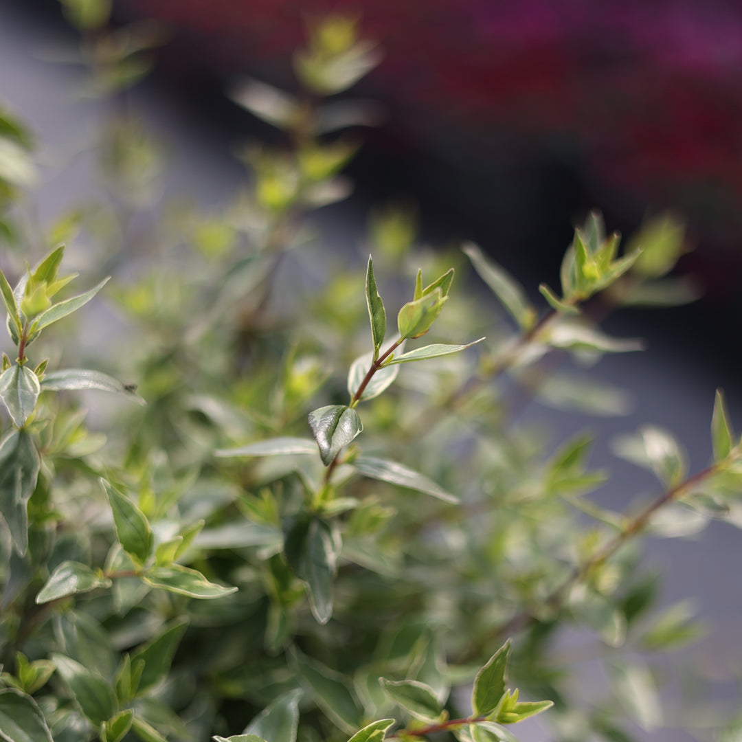 Abelia grandiflora ‘Lucky Lots’