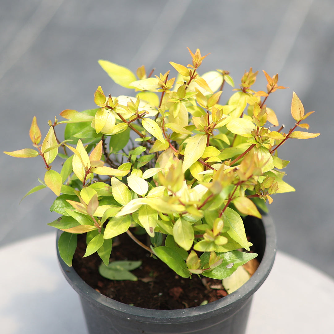 Abelia grandiflora ‘Gold Touch’