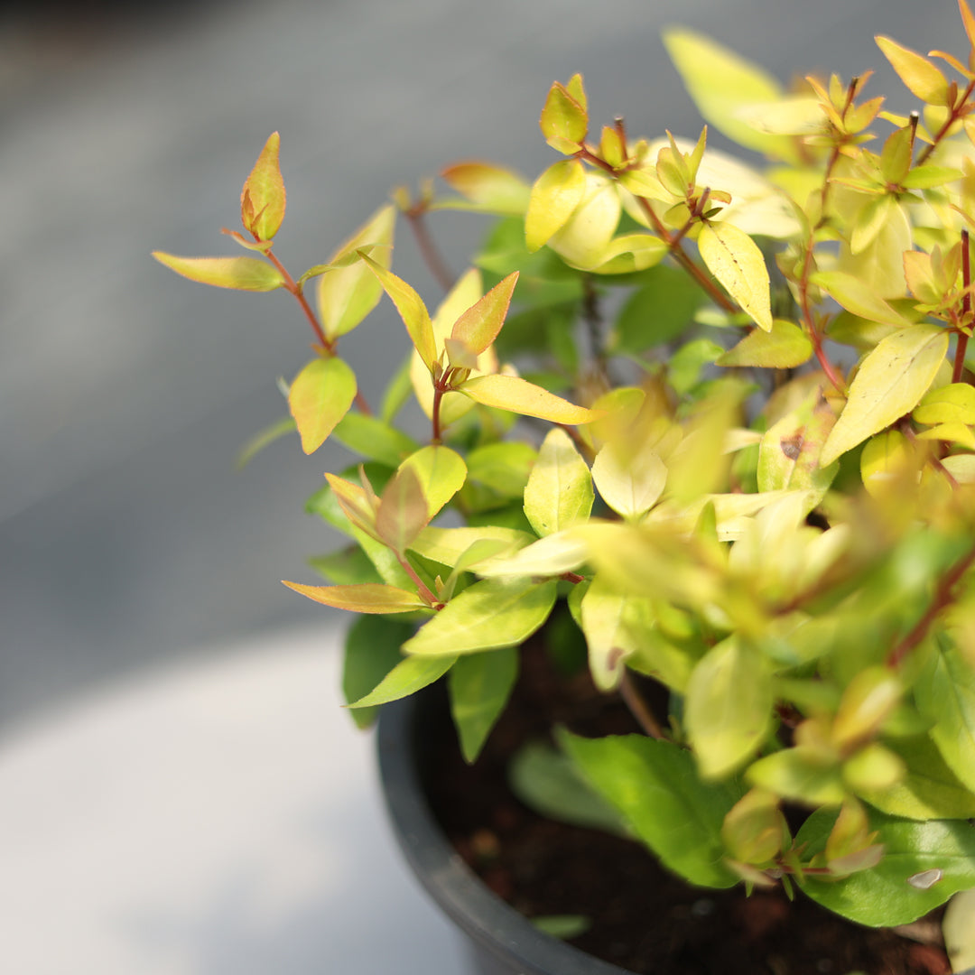 Abelia grandiflora ‘Gold Touch’