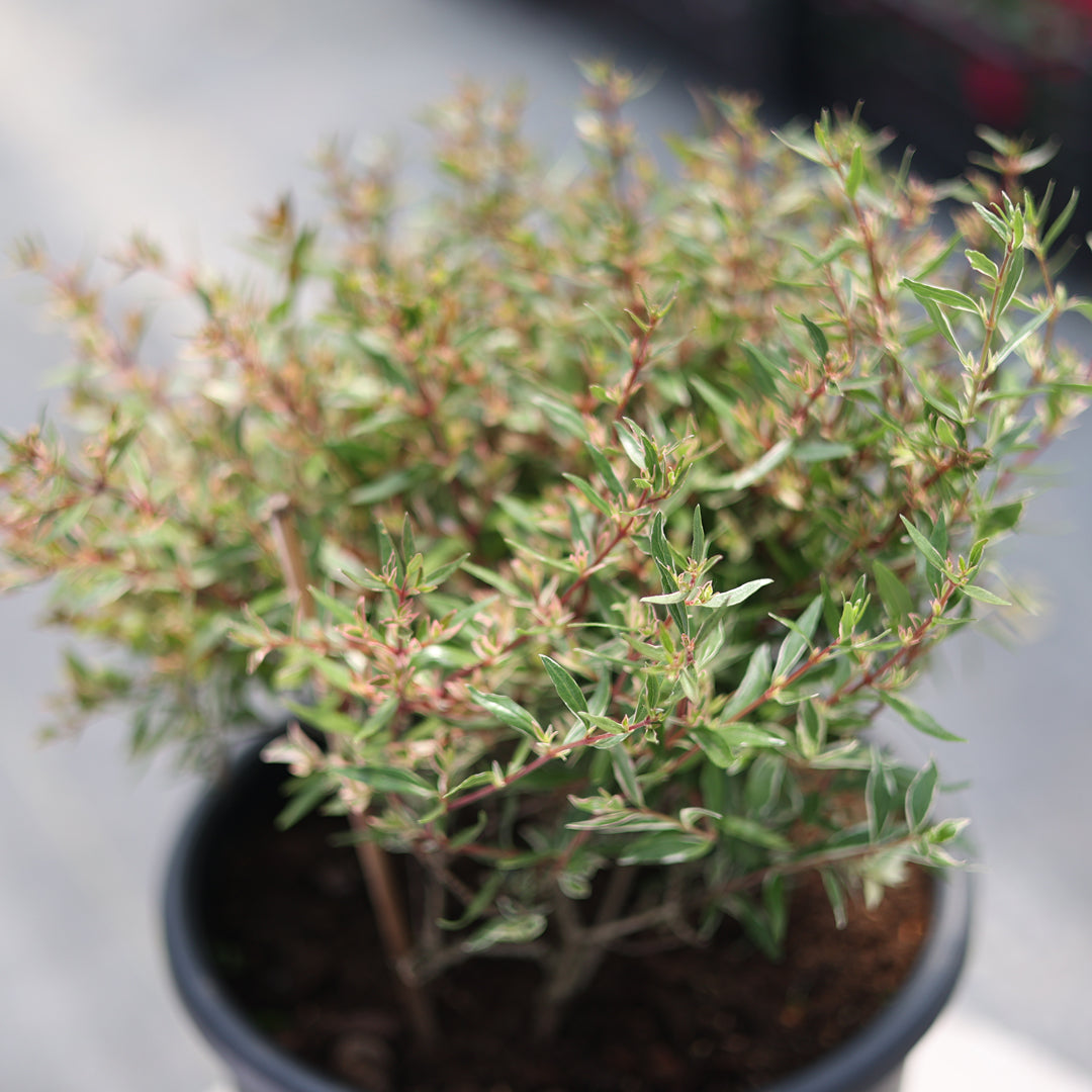 Abelia grandiflora ‘Confetti’