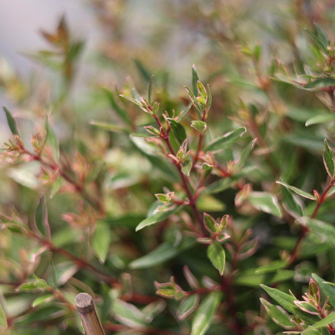 Abelia grandiflora ‘Confetti’