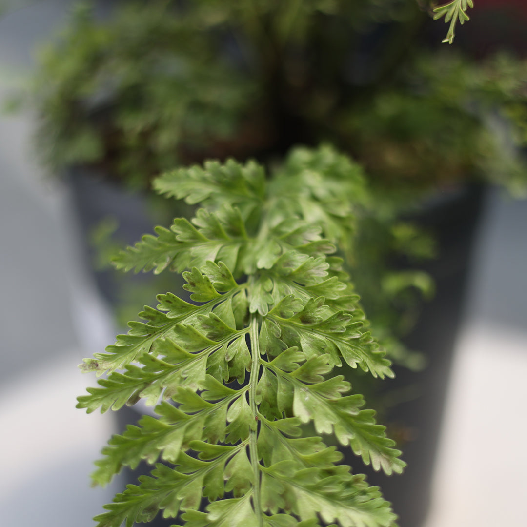 Asplenium bulbiferum ‘Suze’ - Eğrelti Otu (5 Lt)