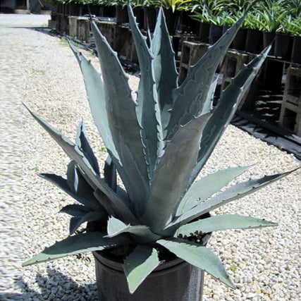 Agave americana (20 lt)