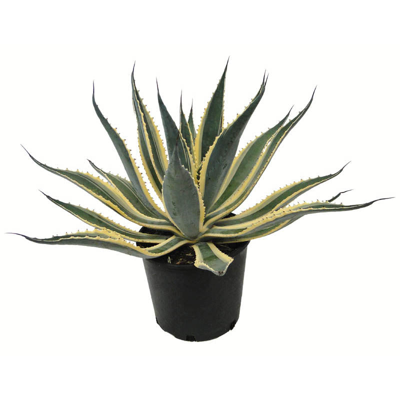 Agave americana  'Variegata' (25 lt)