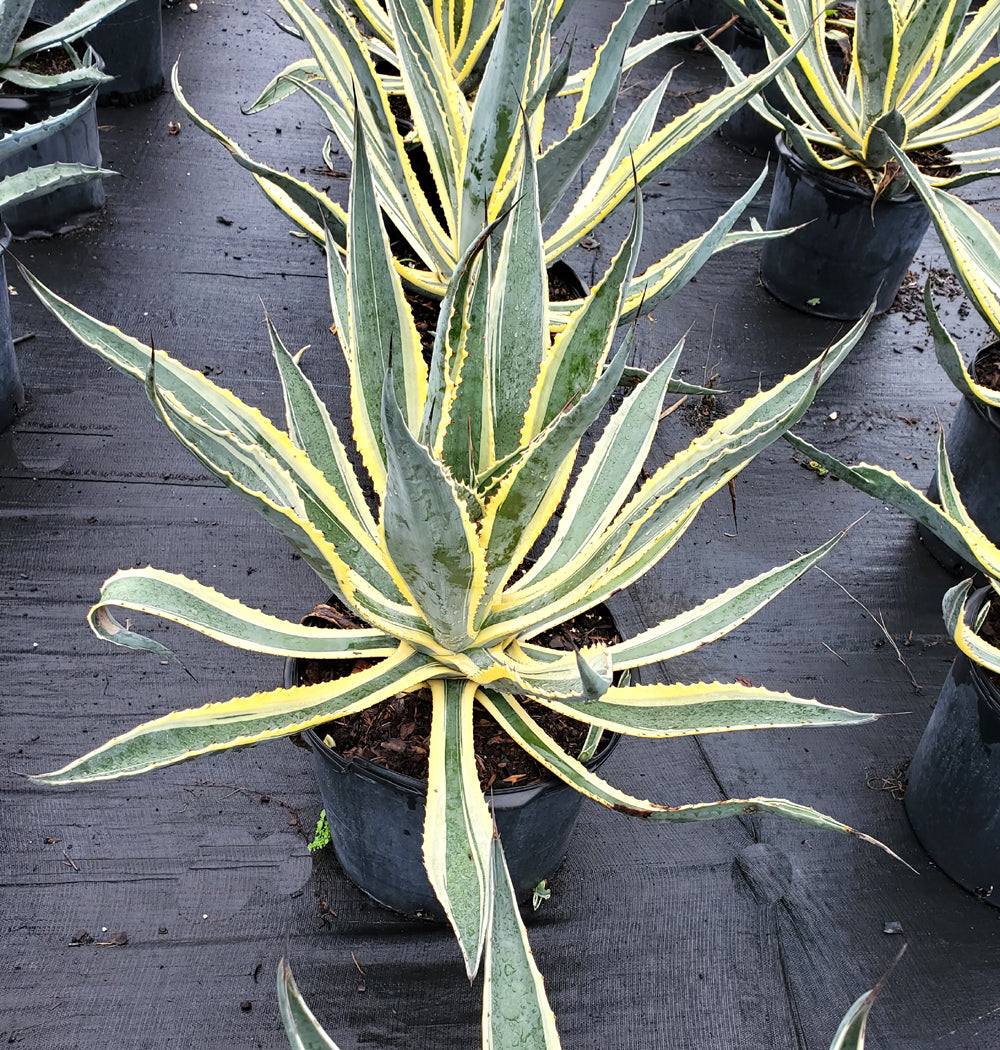 Agave americana  'Variegata' (25 lt)