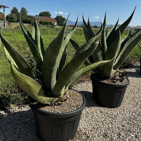 Agave ferox (15 lt)