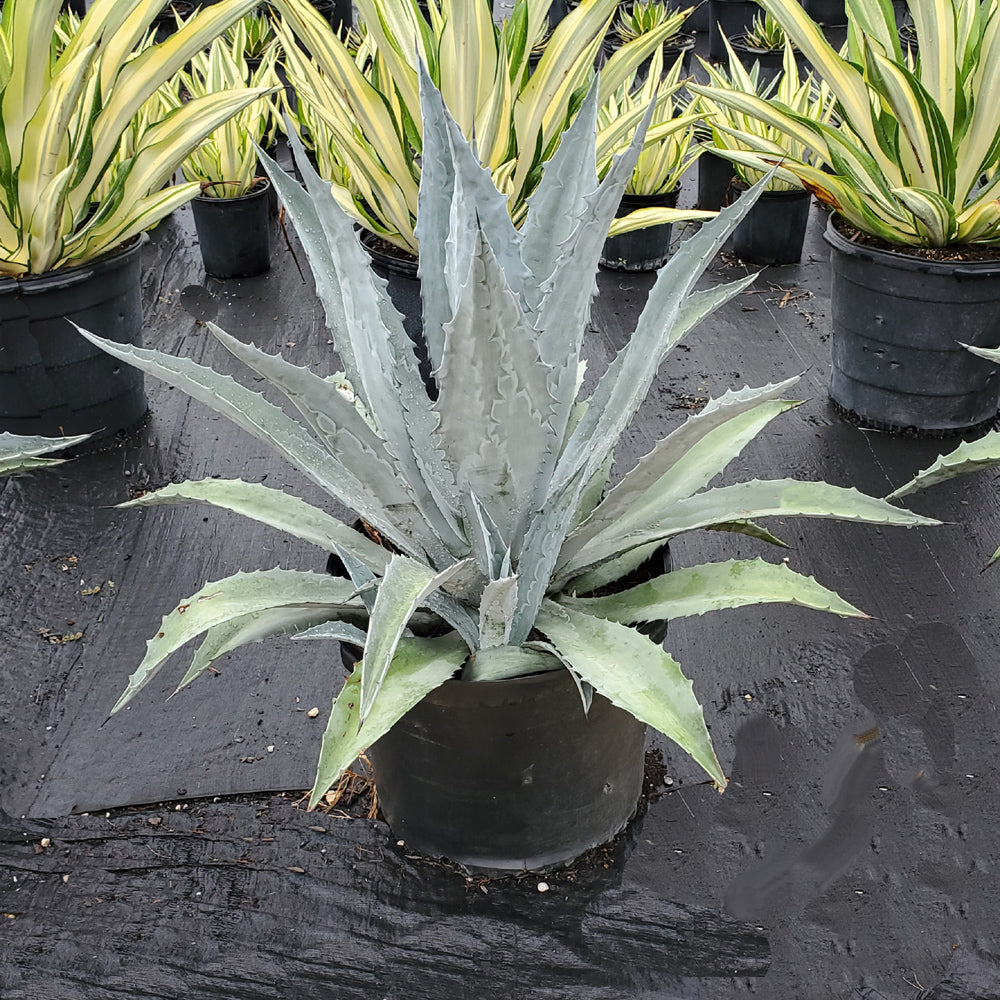 Agave americana (35 lt)