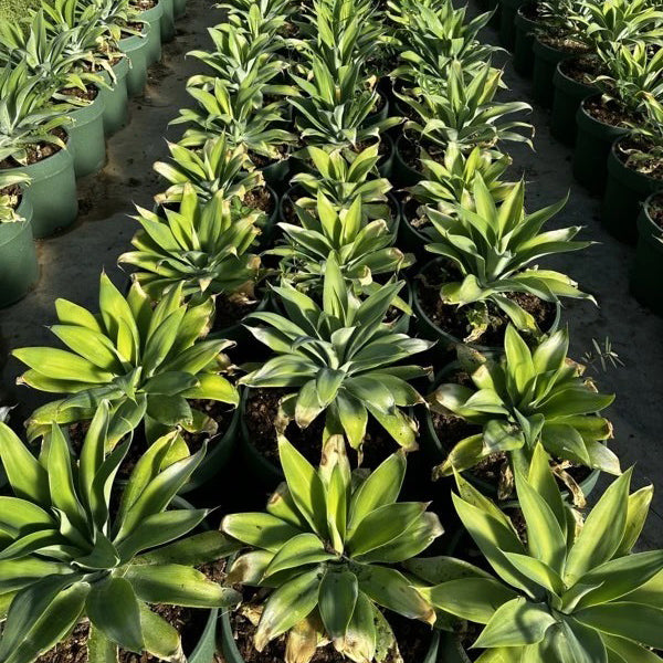 Agave attentuena (5 lt)