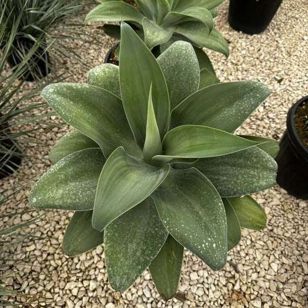 Agave attentuena (5 lt)