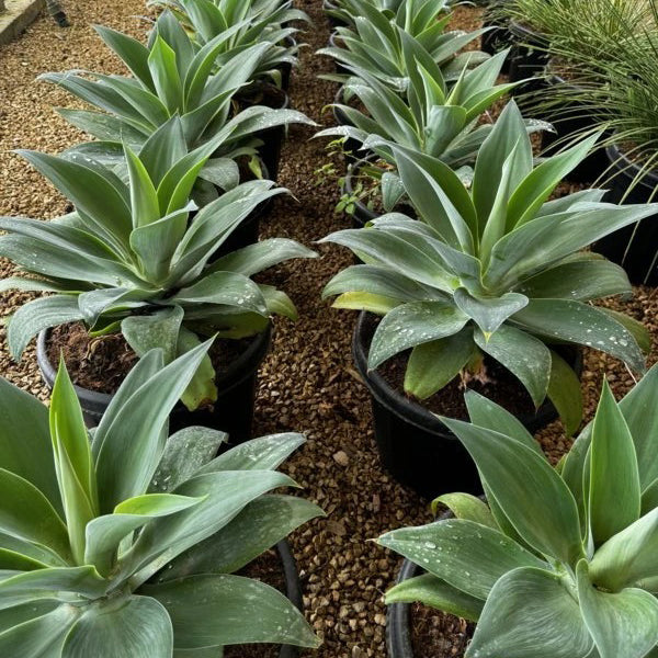 Agave attentuena (5 lt)