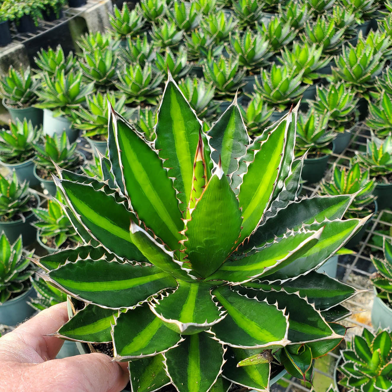 Agave lophantha Quadriolor (18 Lt)