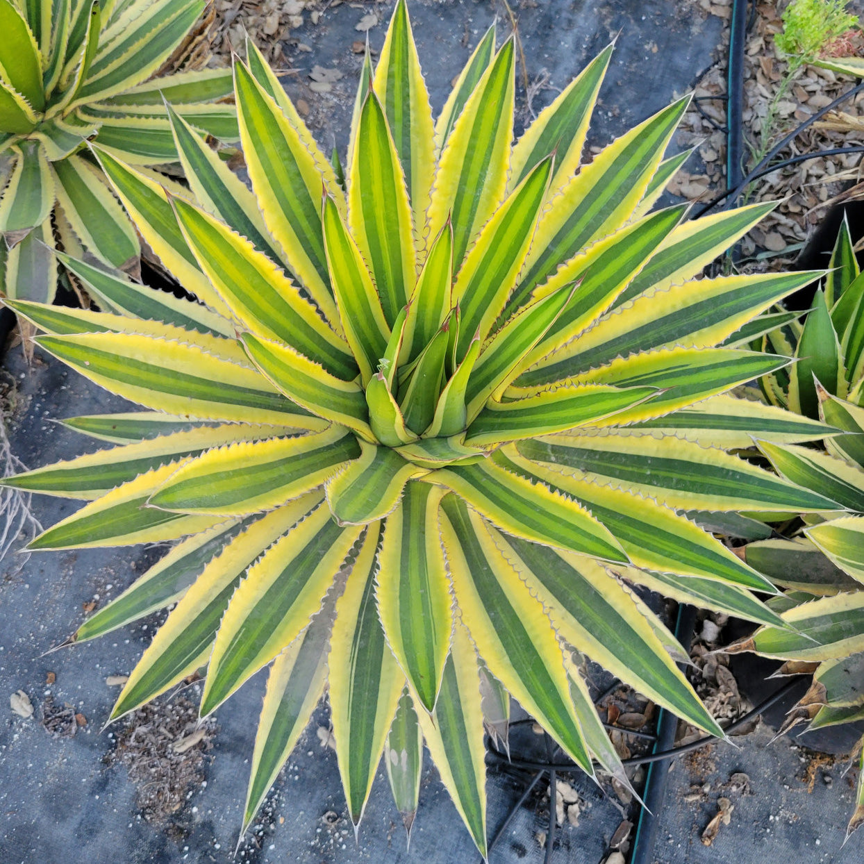 Agave lophantha Quadriolor (18 Lt)