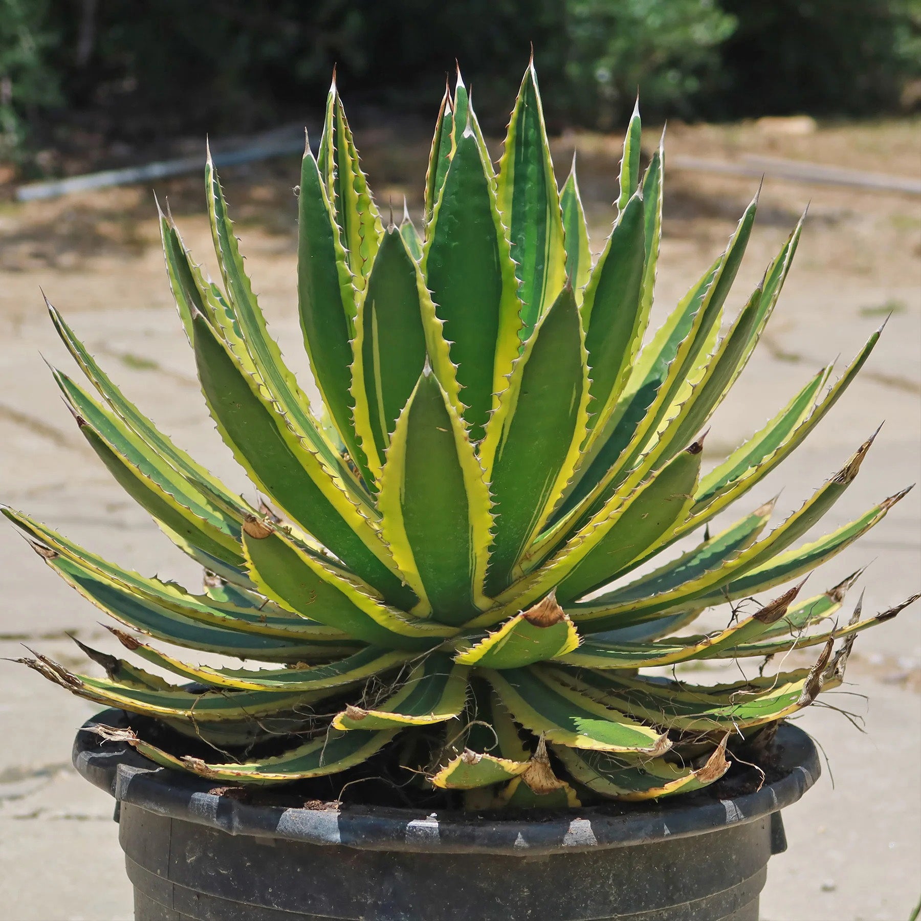 Agave lophantha Quadriolor (18 Lt)