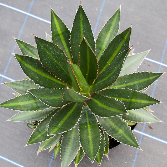 Agave lophantha Spendlida (18 Lt)